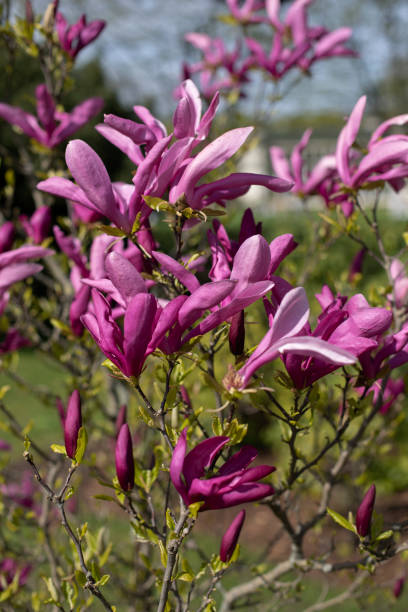 istock Blooming magnolia tree, spring lush magnolia blossom Spring floral background. 2147955285