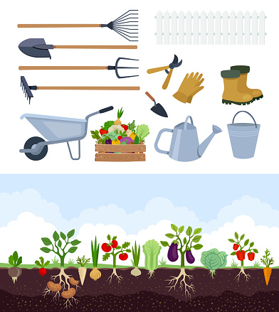Vegetable garden banner. Organic and healthy food. Banner with root veggies.  Garden tools.