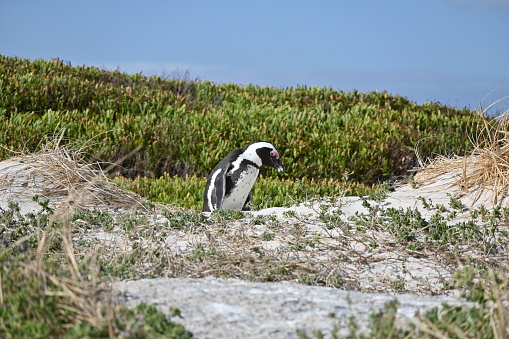 The Boulders Penguin Colony was established in 1983 and numbers increased from surrounding island colonies to bring breeding numbers to 3 900 birds in 2005. Since then there has been a decrease. The 2011 figures sit at around 2100 birds at Boulders Penguin Colony.