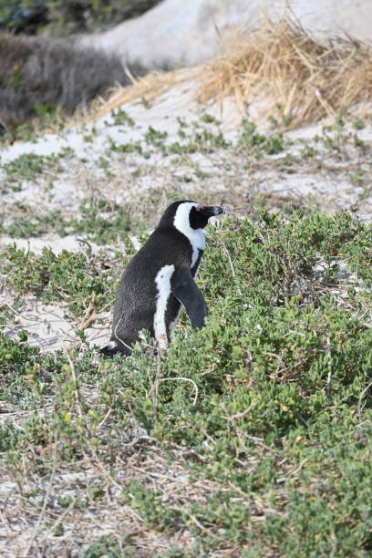 closeup of an african penguin, also known as cape penguin on boulders beach in cape town, south africa - jackass penguin penguin zoo swimming animal fotografías e imágenes de stock