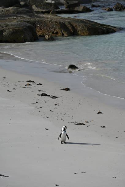 closeup of an african penguin, also known as cape penguin on boulders beach in cape town, south africa - jackass penguin penguin zoo swimming animal fotografías e imágenes de stock