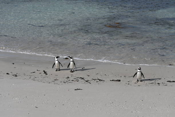 a group of african penguins, also known as cape penguins on boulders beach in cape town, south africa - jackass penguin penguin zoo swimming animal fotografías e imágenes de stock