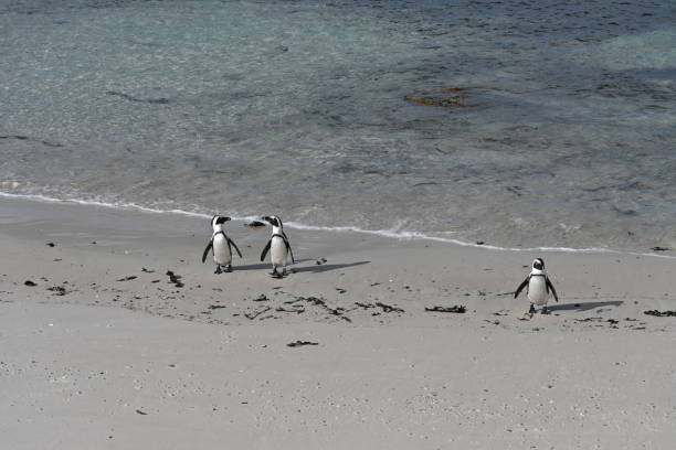 a group of african penguins, also known as cape penguins on boulders beach in cape town, south africa - jackass penguin penguin zoo swimming animal - fotografias e filmes do acervo