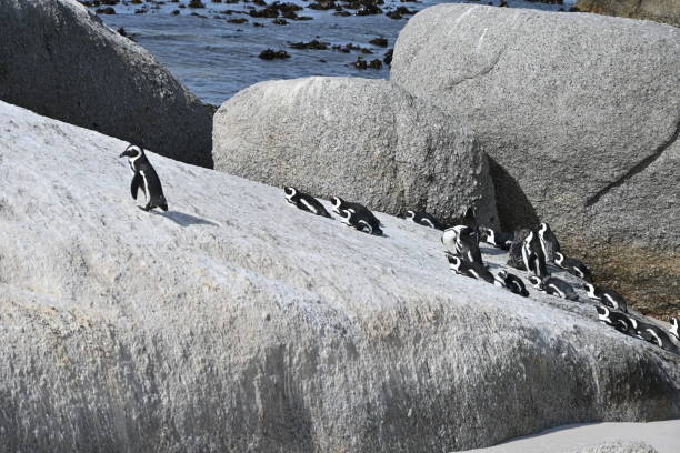 a group of african penguins, also known as cape penguins on boulders beach in cape town, south africa - jackass penguin penguin zoo swimming animal fotografías e imágenes de stock