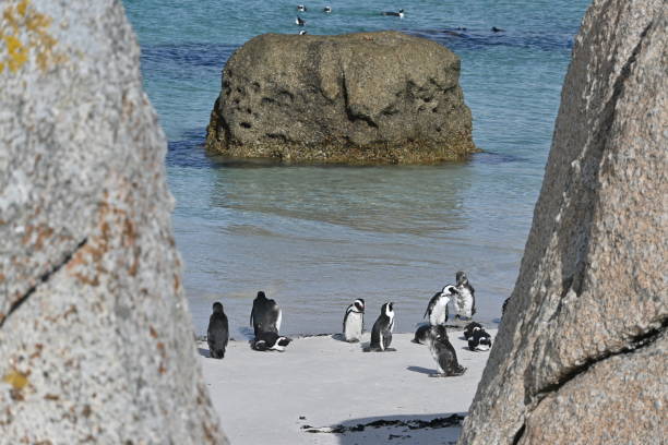 a group of african penguins, also known as cape penguins on boulders beach in cape town, south africa - jackass penguin penguin zoo swimming animal fotografías e imágenes de stock