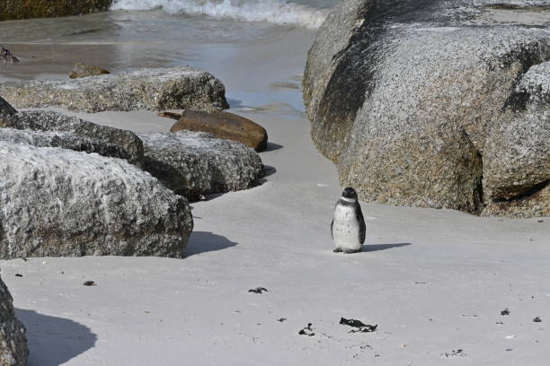 primer plano de un pingüino africano, también conocido como pingüino del cabo en la playa de boulders en ciudad del cabo, sudáfrica - jackass penguin penguin zoo swimming animal fotografías e imágenes de stock