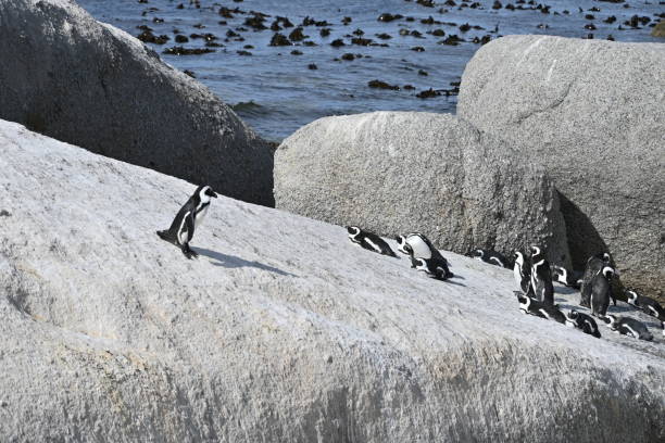 a group of african penguins, also known as cape penguins on boulders beach in cape town, south africa - jackass penguin penguin zoo swimming animal - fotografias e filmes do acervo