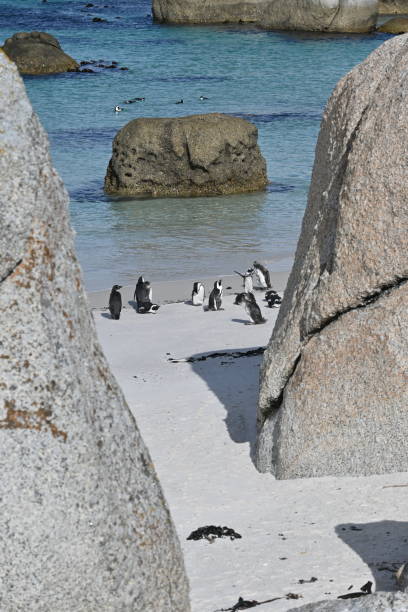 a group of african penguins, also known as cape penguins on boulders beach in cape town, south africa - jackass penguin penguin zoo swimming animal - fotografias e filmes do acervo