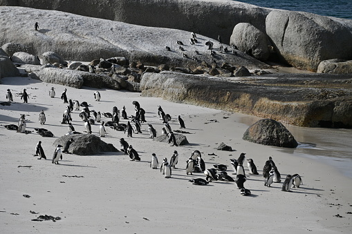 The Boulders Penguin Colony was established in 1983 and numbers increased from surrounding island colonies to bring breeding numbers to 3 900 birds in 2005. Since then there has been a decrease. The 2011 figures sit at around 2100 birds at Boulders Penguin Colony.