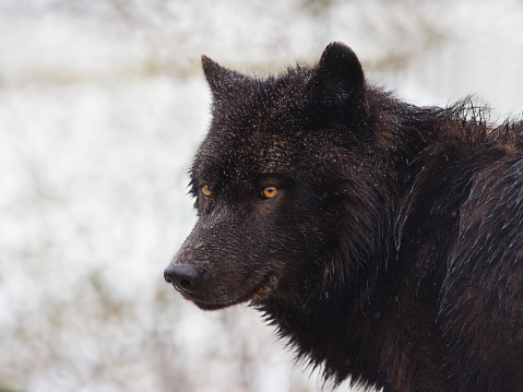 portrait Canadian black wolf against a background of snow