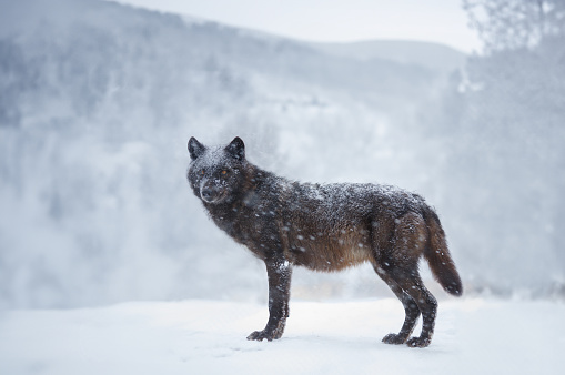 black canadian wolf in the forest during a snowfall