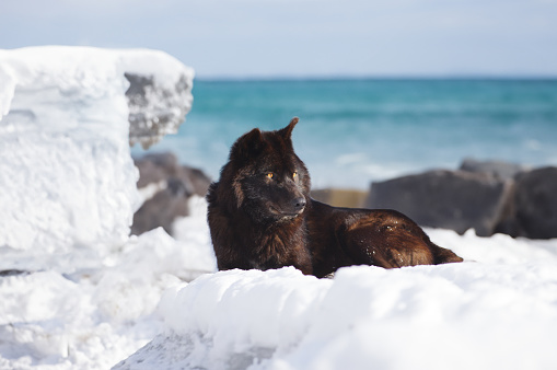 Canadian black wolf lies on the snow against the background of the sea