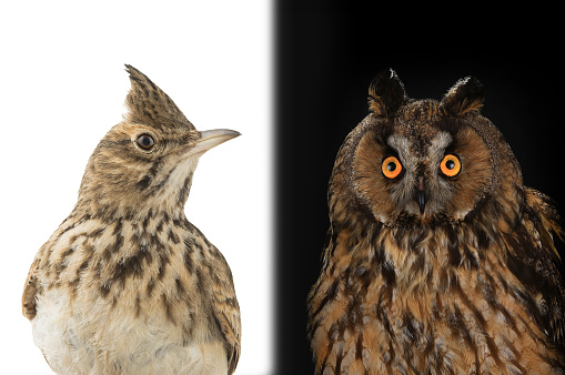 figurative picture of a portrait of an owl and a lark isolated on a white background. Lark you or owl is a common division of types of people into awake in the morning and afternoon.