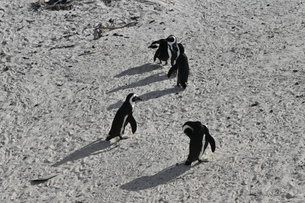 un grupo de pingüinos africanos, también conocidos como pingüinos del cabo, en la playa de boulders en ciudad del cabo, sudáfrica - jackass penguin penguin zoo swimming animal fotografías e imágenes de stock