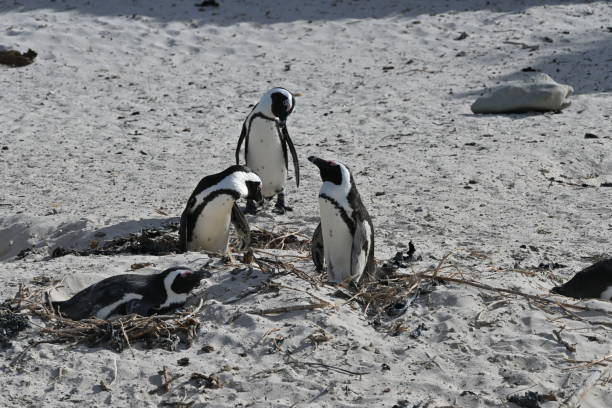 un grupo de pingüinos africanos, también conocidos como pingüinos del cabo, en la playa de boulders en ciudad del cabo, sudáfrica - jackass penguin penguin zoo swimming animal fotografías e imágenes de stock