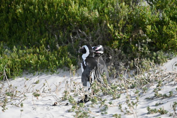 primer plano de dos pingüinos africanos, también conocidos como pingüinos del cabo en la playa de boulders en ciudad del cabo, sudáfrica - jackass penguin penguin zoo swimming animal fotografías e imágenes de stock