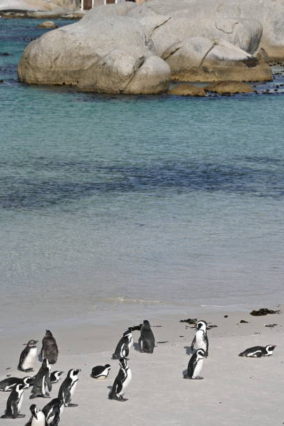 un grupo de pingüinos africanos, también conocidos como pingüinos del cabo, en la playa de boulders en ciudad del cabo, sudáfrica - jackass penguin penguin zoo swimming animal fotografías e imágenes de stock