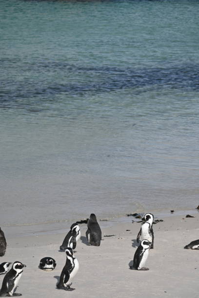 um grupo de pinguins africanos, também conhecidos como pinguins do cabo na praia de boulders na cidade do cabo, áfrica do sul - jackass penguin penguin zoo swimming animal - fotografias e filmes do acervo