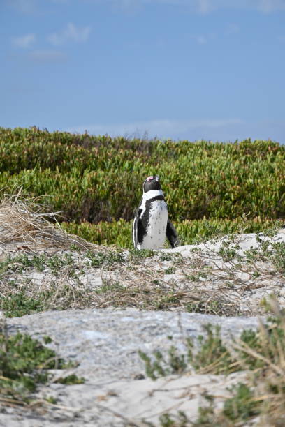 primer plano de un pingüino africano, también conocido como pingüino del cabo en la playa de boulders en ciudad del cabo, sudáfrica - jackass penguin penguin zoo swimming animal fotografías e imágenes de stock