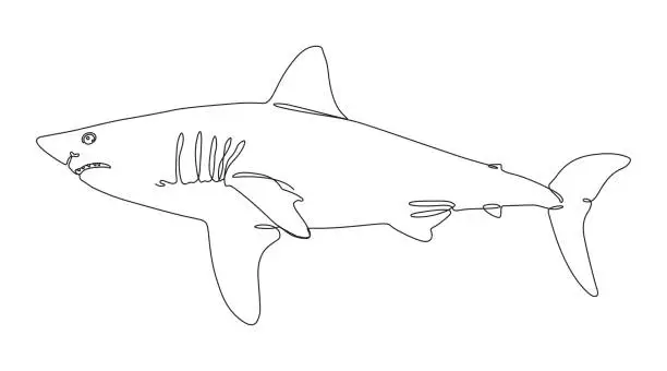 Vector illustration of Shark Continuous Line Drawing