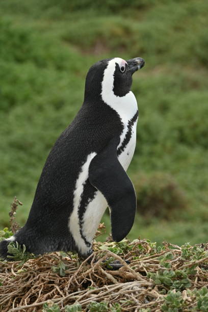 primer plano de un pingüino africano, también conocido como pingüino del cabo en la playa de betty's bay, sudáfrica - jackass penguin penguin zoo swimming animal fotografías e imágenes de stock