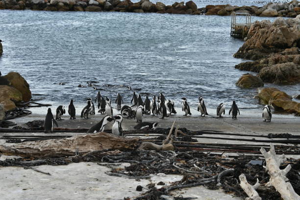 a group of african penguins, also known as cape penguins on betty's bay beach, south africa - jackass penguin penguin zoo swimming animal fotografías e imágenes de stock