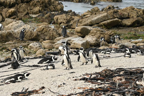 um grupo de pinguins africanos, também conhecidos como pinguins-do-cabo na praia de betty's bay, áfrica do sul - jackass penguin penguin zoo swimming animal - fotografias e filmes do acervo