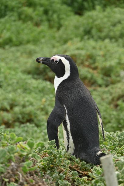 closeup de um pinguim africano, também conhecido como pinguim do cabo na praia de betty's bay, áfrica do sul - jackass penguin penguin zoo swimming animal - fotografias e filmes do acervo