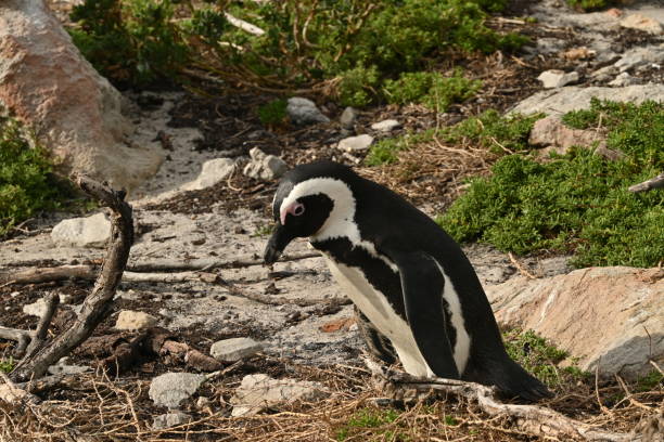 primer plano de un pingüino africano, también conocido como pingüino del cabo en la playa de betty's bay, sudáfrica - jackass penguin penguin zoo swimming animal fotografías e imágenes de stock