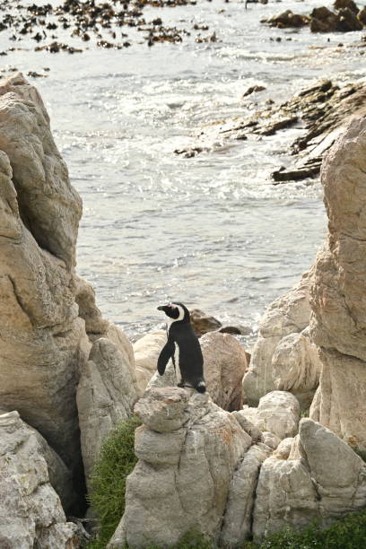 primer plano de un pingüino africano, también conocido como pingüino del cabo en la playa de betty's bay, sudáfrica - jackass penguin penguin zoo swimming animal fotografías e imágenes de stock