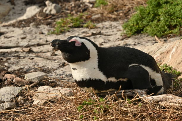 primer plano de un pingüino africano, también conocido como pingüino del cabo en la playa de betty's bay, sudáfrica - jackass penguin penguin zoo swimming animal fotografías e imágenes de stock