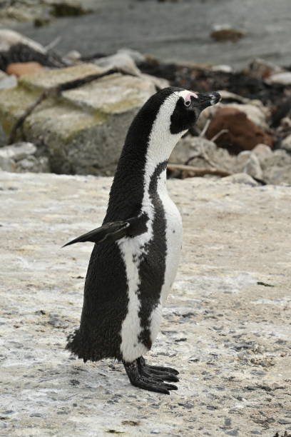 closeup of an african penguin, also known as cape penguin on betty's bay beach, south africa - jackass penguin penguin zoo swimming animal - fotografias e filmes do acervo