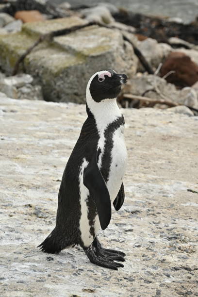 closeup of an african penguin, also known as cape penguin on betty's bay beach, south africa - jackass penguin penguin zoo swimming animal - fotografias e filmes do acervo