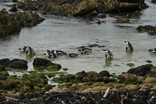 a group of african penguins, also known as cape penguins on betty's bay beach, south africa - jackass penguin penguin zoo swimming animal - fotografias e filmes do acervo