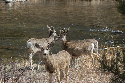 Herd of mule deer doe by the Platte River in Eleven Mile Canyon Colorado