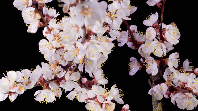 White Flowers Blossoms on the Branches Apricot Tree