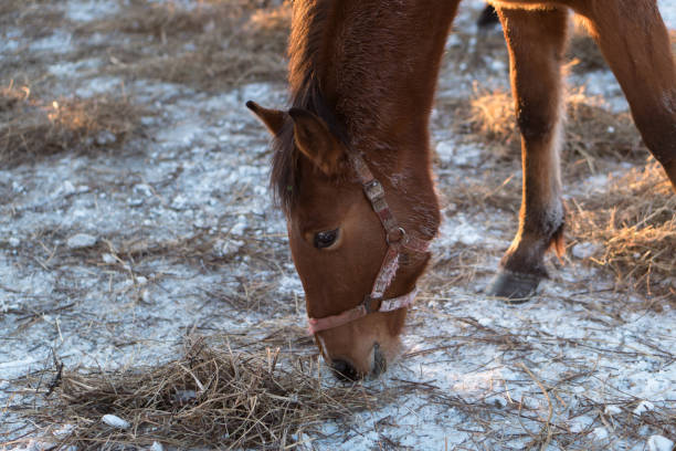 head of horse eating hay outdoors in winter