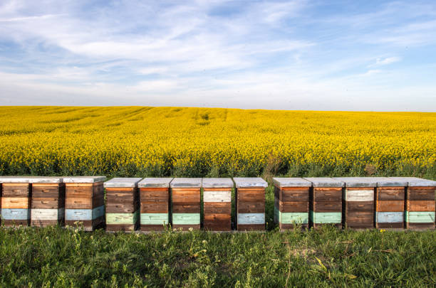 istock Wooden apiary crates in sunset 2148025633