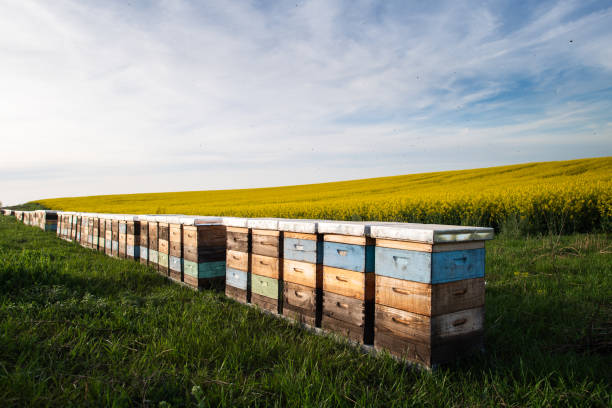 istock Wooden apiary crates in sunset 2148025636