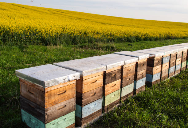 Wooden apiary crates in sunset