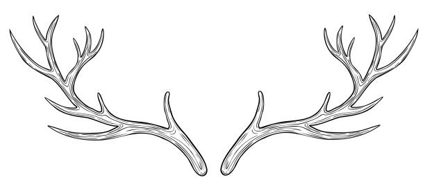 Deer Horn vector illustration. Drawing of reindeer Antler painted by black inks in outline style. Hand drawn sketch of dry bare branch. Etching of buck stag part of skull. Engraving of leafless bough.