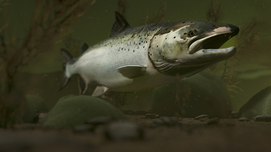 Atlantic Salmon in the river