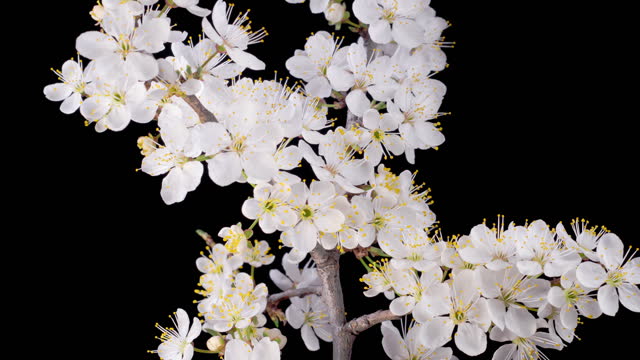 White Flowers Blossoms on the Branches Cherry Tree