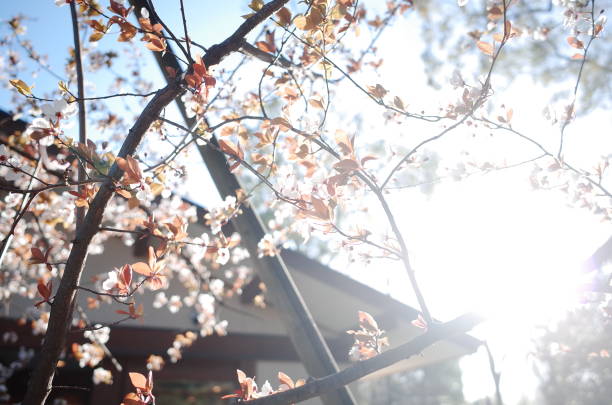 istock Sakura tree in Tokyo Japan 2148026667