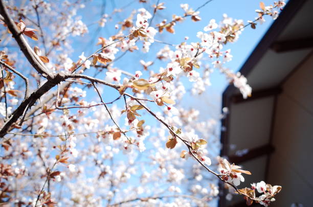 Beautiful Sakura tree in Tokyo Japan