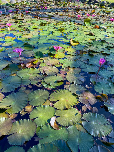 istock lotus flowers in the pond 2148026859