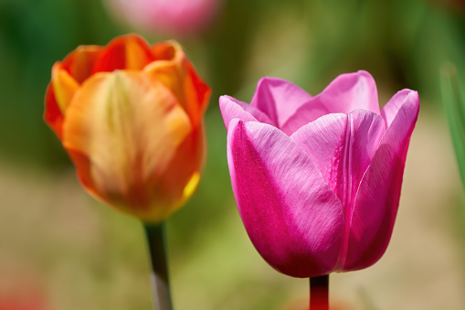 Two tulip flowers in close-up with the bokeh of a sunny garden