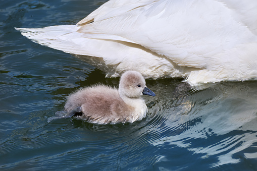 Chick of Mute Swan (Cygnus olor), just a few days old, swimming close to mother's tail