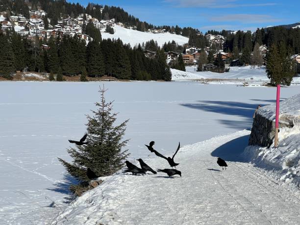 A typical winter idyll on the frozen and snow-covered alpine lake Heidsee (Igl Lai) in the Swiss winter resorts of Valbella and Lenzerheide - Canton of Grisons, Switzerland (Schweiz) stock photo