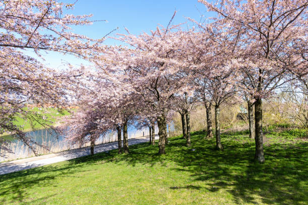 istock Cherry Blossom in Langelinie park 2148027558